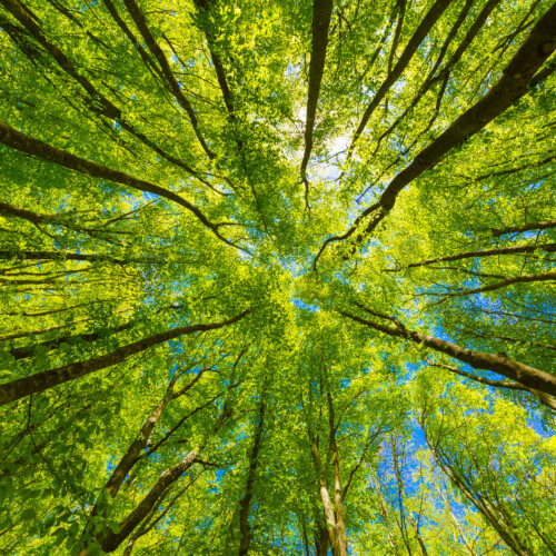 企業のネイチャーポジティブ戦略と30by30目標について解説！