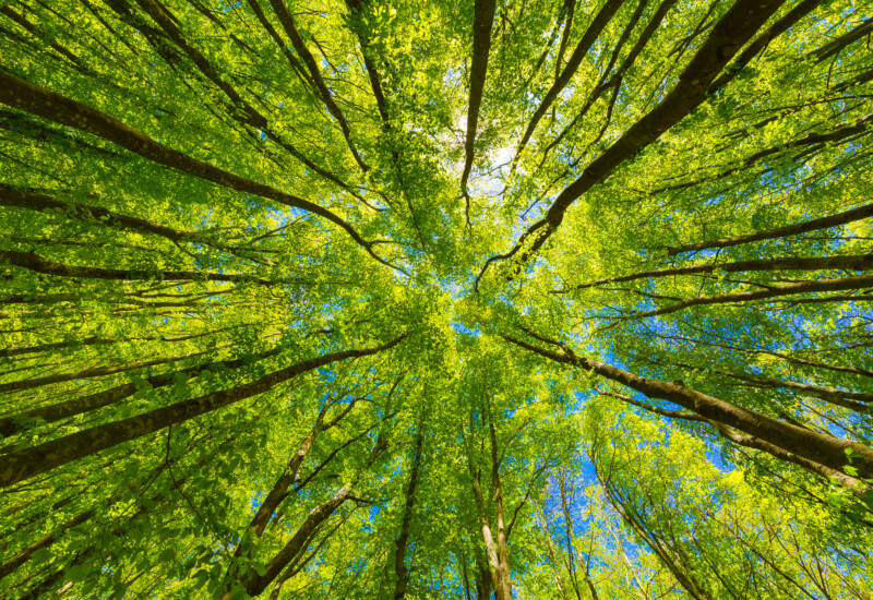 企業のネイチャーポジティブ戦略と30by30目標について解説！