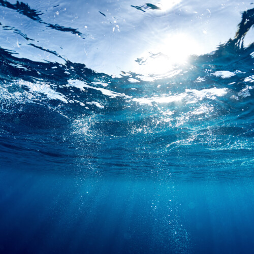 CO2削減対策の新たな選択肢「ブルーカーボン」について徹底解説！