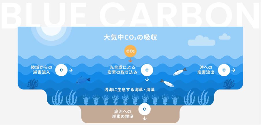 ブルーカーボンの概要